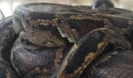 杨先生深圳最新爆料